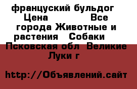 француский бульдог › Цена ­ 40 000 - Все города Животные и растения » Собаки   . Псковская обл.,Великие Луки г.